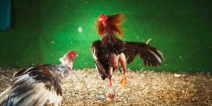 Things to Note When Betting on Cockfighting